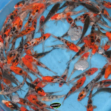 1. Japanse Koi Mix 10/12 cm