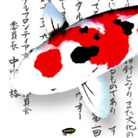 Japanse Koi
