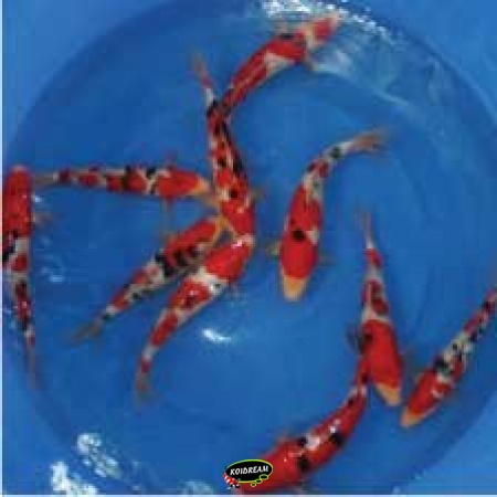 8. Japanse koi 35 / 40 cm
