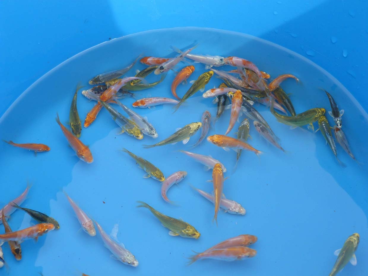 2014 Baby koi mix 1 Kohaku, Tancho, Showa, Asagi Shusui Tropische