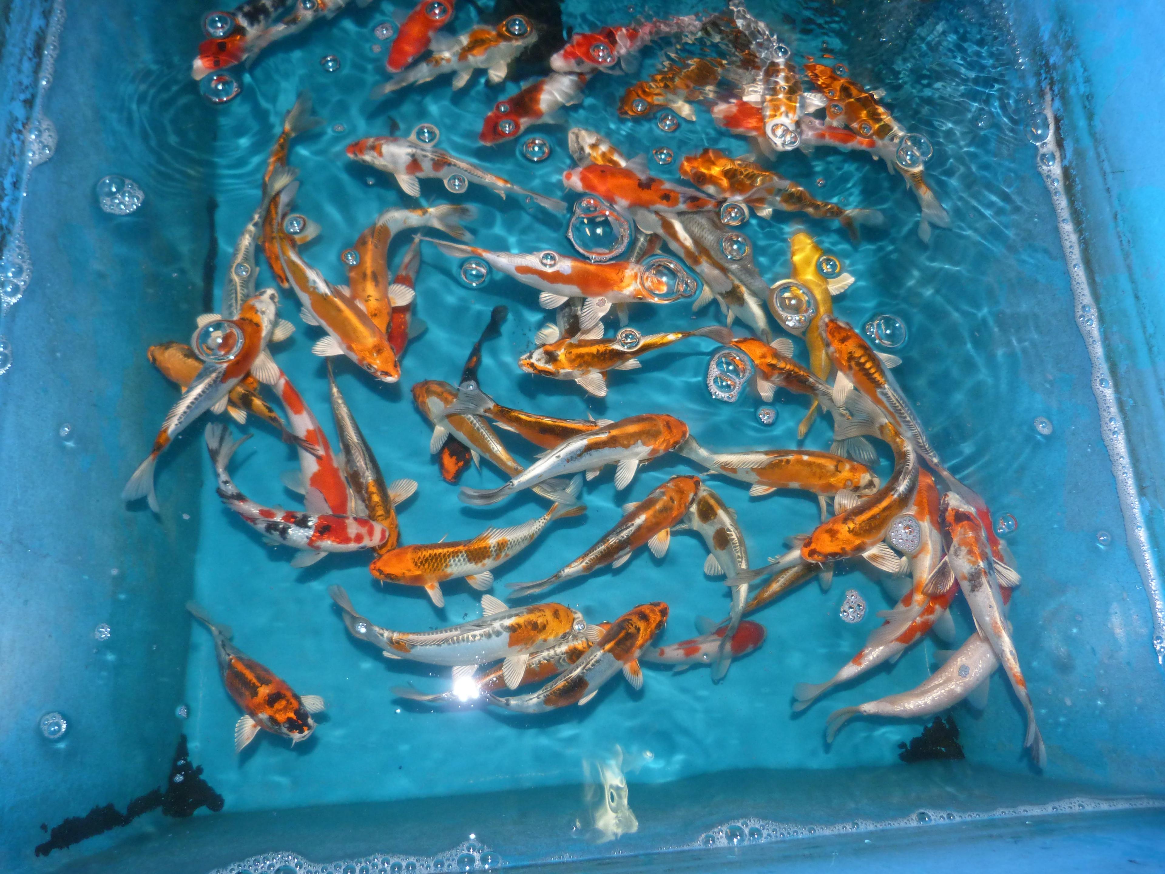 Japanse Koi vijvervissen, Tropische vissen, discusvissen