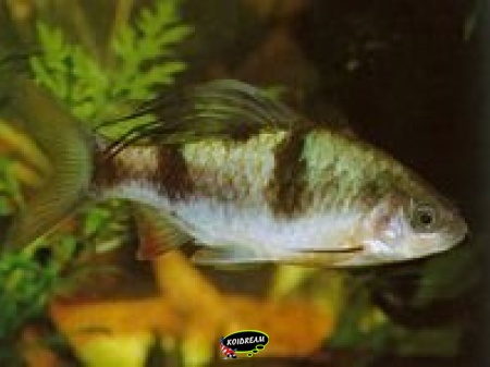 Barbus Arulius
