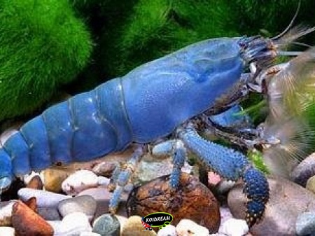 Blauwe garnaal Blauwe garnaal