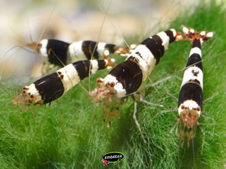 caridina crystal black caridina crystal black