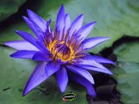 Nymphaea King of the blues