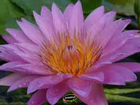 Nymphaea Tropical pink