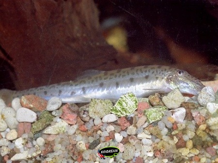 Paardekopvis