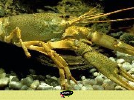 Rivierkreeft Rivierkreeft