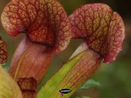 Sarracenia Farnhamii