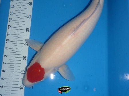 5. Tancho 56 cm 5. Tancho 56 cm