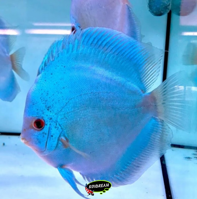 Blue diamond Discus