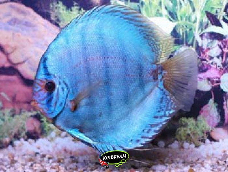 Cobalt / Kobalt Blauw Discus | Tropische vissen 