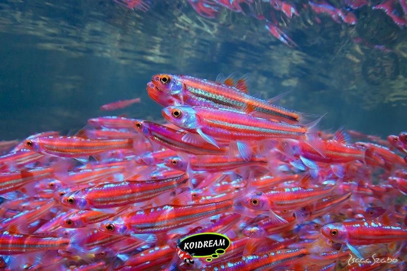 Nageslacht officieel Overgave Regenboog Elrits - Notropis chrosomus - Rainbowshiner 2023 weer | Tropische  vissen Discusvissen Japanse Koi vijvervissen Vijver Valburg Elst Arnhem  Nijmegen