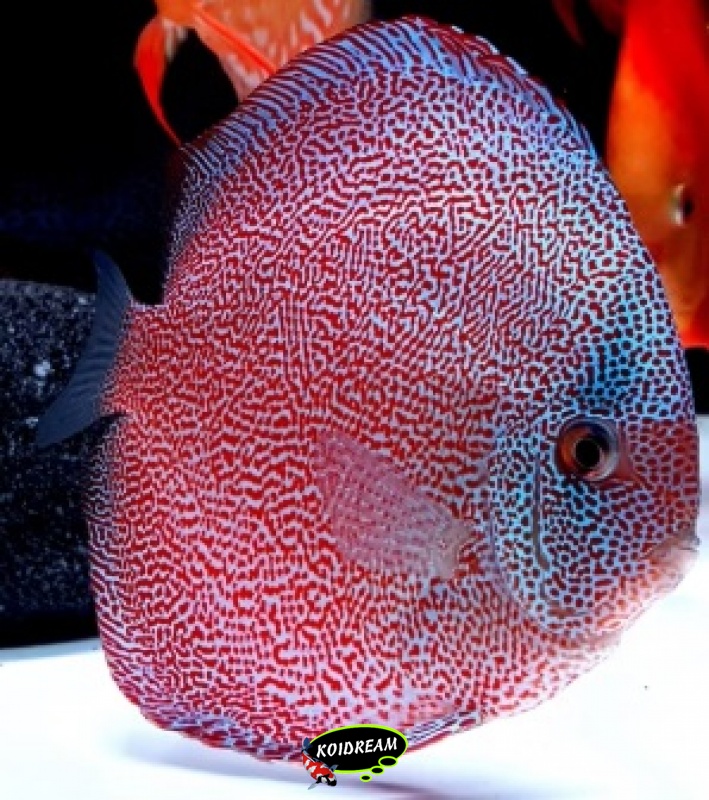 Super Pantera Eruption Discus te koop
