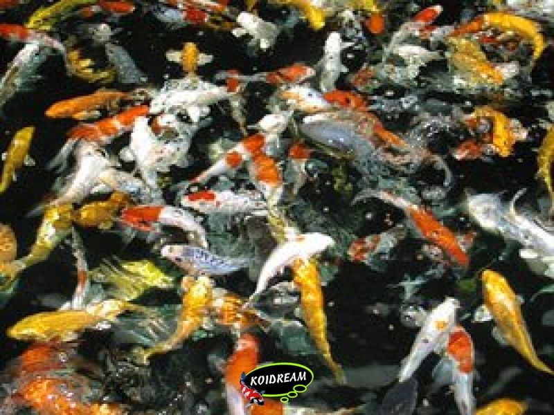 Tetra Discus Granules - visvoer voor alle discusvissen, bevordert gezondheid, kleurpracht en groei, 250 ml blik