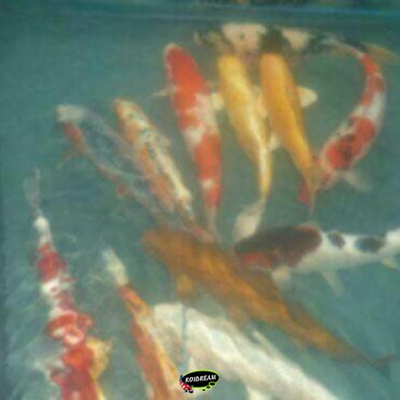 11. HQ  Koi 35 - 40 cm