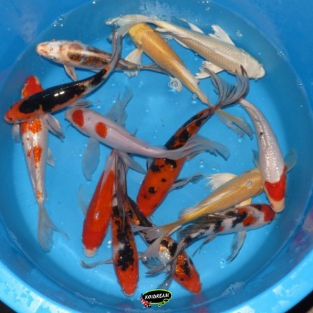 11. HQ Vlinder Koi 25 - 35 cm