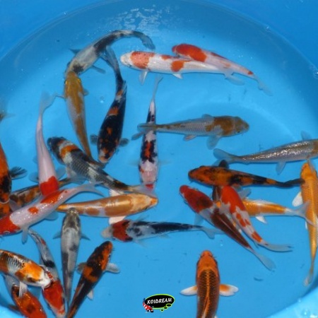 2.  HQ koi Mix Ca. 12 / 15 cm