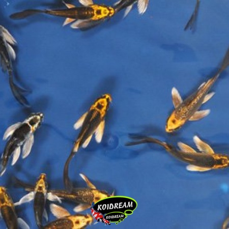 1. Butterfly Koi / Vlinder koi Mix 9 / 12 cm