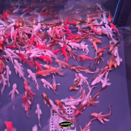 3. Butterfly Koi / Vlinder koi Mix 12 / 14 cm