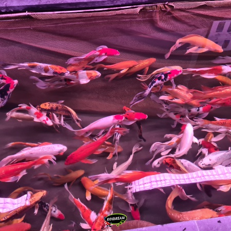 5. Butterfly Koi / Vlinder koi Mix 25 / 30 cm