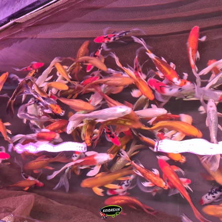 6. Butterfly Koi / Vlinder koi Mix 30 / 40 cm