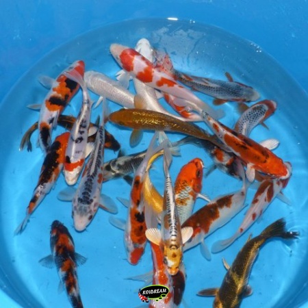 3. HQ Koi Mix 15 / 18 cm
