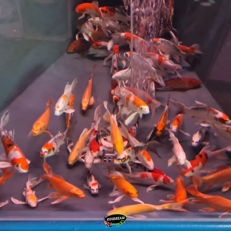 7.  butterfly koi / vlinderkoi mix Ca 17/ 20 cm