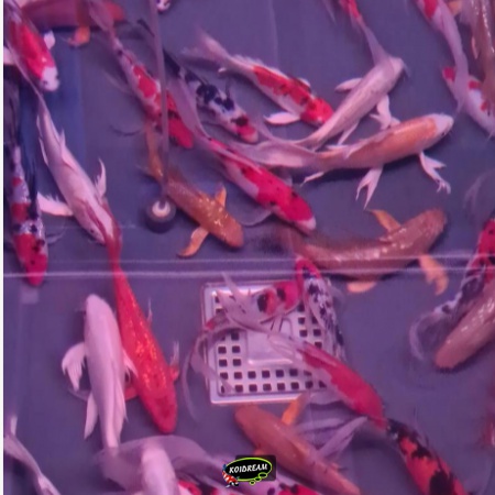 8. butterfly koi/ vlinder koi mix 14/ 17 cm