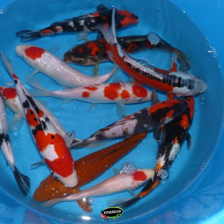 9. Madan koi 40 / 50 cm