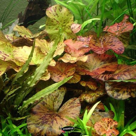 Aquariumplanten