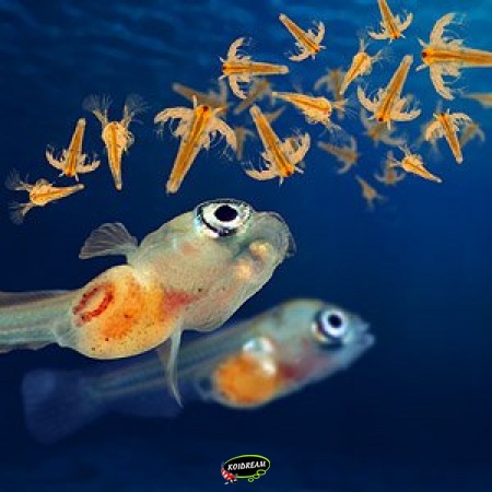 Artemia en kweektoebehoren