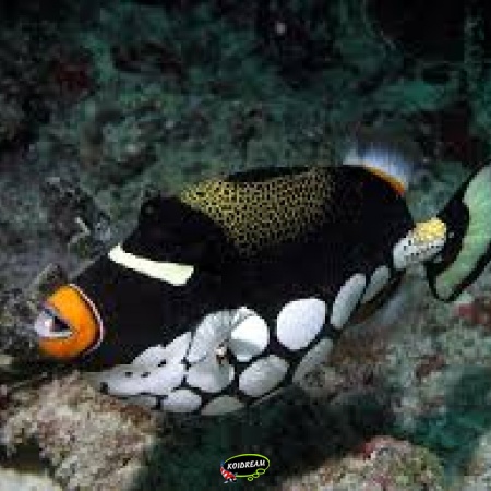 Balistidae - Trekkervissen