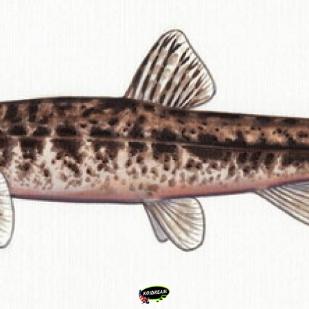 Bermpje - Barbatula barbatula - 2026 hopelijk weer