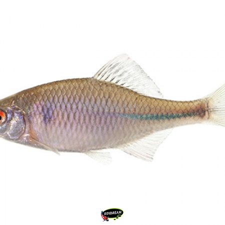 Bittervoorn - Rhodeus Sericeus 2026 weer