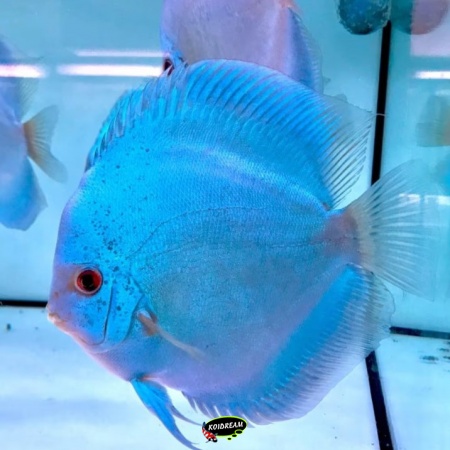 Blue diamond Discus Blue diamond Discus