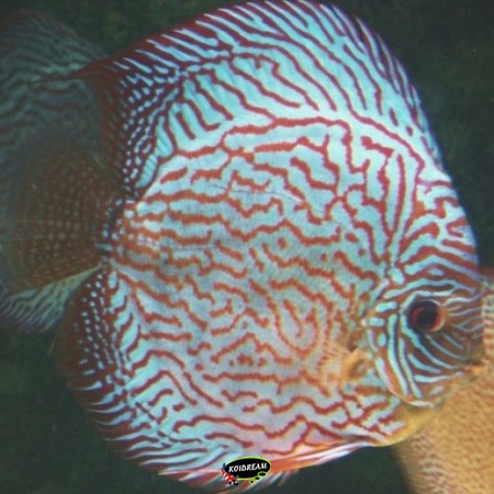 Briljant Turquiose Discus Briljant Turquiose Discus