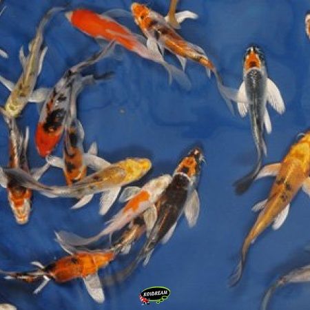 Butterfly Koi Biosecure A