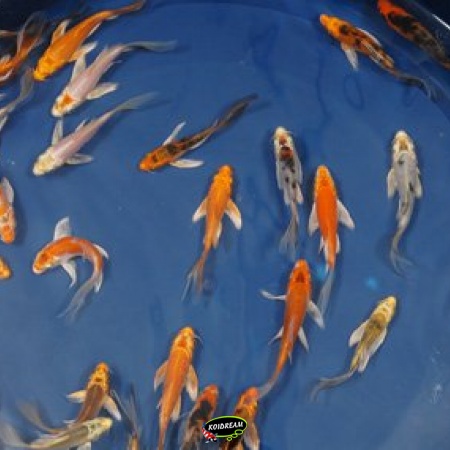 Butterfly Koi Biosecure B
