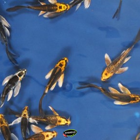 Butterfly Koi Biosecure Ghost