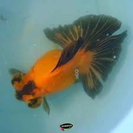 Butterfly goudvis 2025