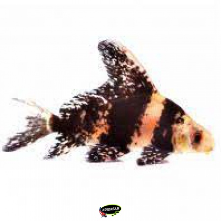 Chinese Wimpelkarper - Myxocyprinus asiaticus 2025