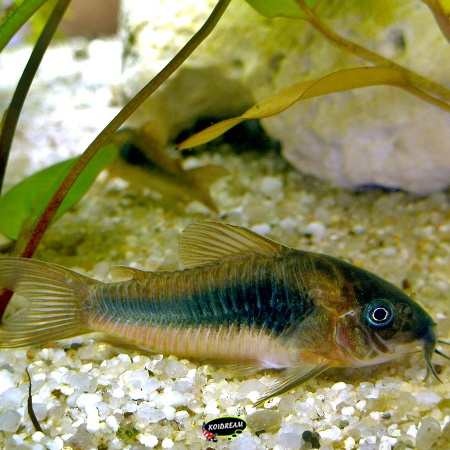 Corydoras - pantsermeervallen
