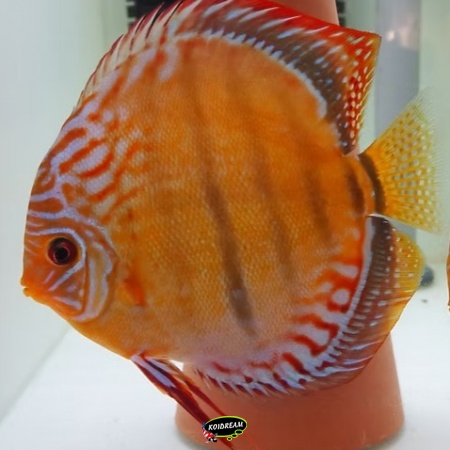 Curipera Heckel Cross Discus Curipera Heckel Cross Discus
