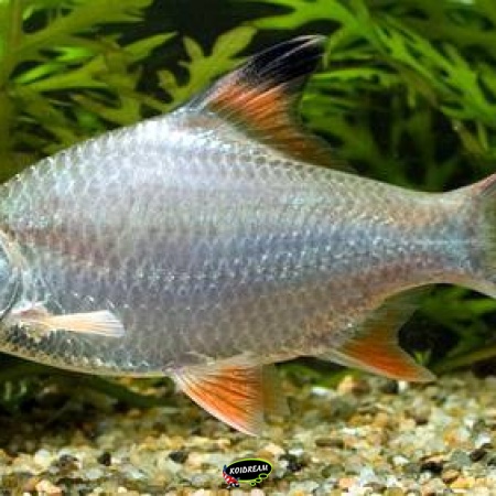 Cyprinidae - Eigenlijke karpers