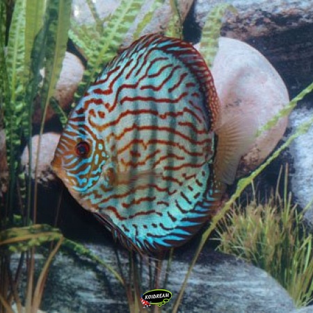 Brilliant Turkis / Brilliant Turquoise