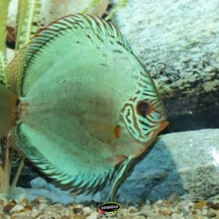 Flachen Turkis / Vlak Turquoise / Groen Discus