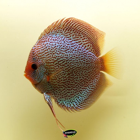 Discusvis Leopard 