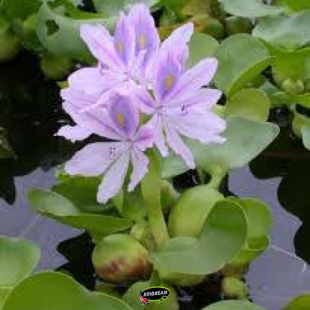 Drijfplanten