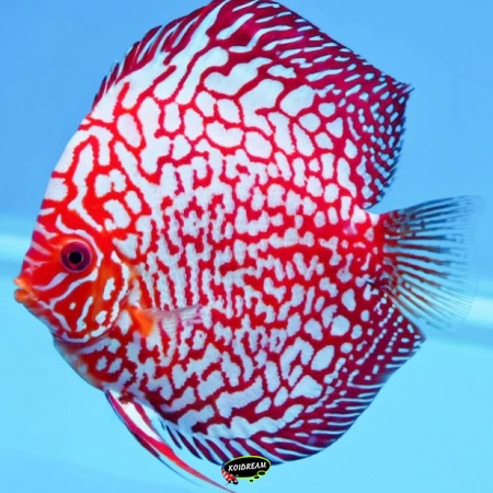 Electric Dream Pigeon Discus Electric Dream Pigeon Discus